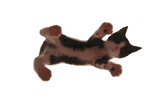 gatinho